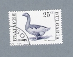 Stamps Bulgaria -  Pato