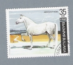 Stamps Bulgaria -  Caballo bulgaro