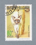 Stamps Bulgaria -  Gato
