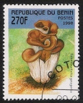 Sellos de Africa - Benin -  SETAS-HONGOS: 1.114.034,00-Hohenbuhelia geogenia