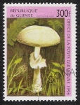 Stamps Guinea -  SETAS-HONGOS: 1.160.043,01-Destroying angel -Phil.48528-Dm.996.38-Y&T.1095-Mch.1612-Sc.1349