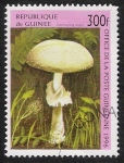 Sellos del Mundo : Africa : Guinea : SETAS-HONGOS: 1.160.043,01-Destroying angel -Phil.48528-Dm.996.38-Y&T.1095-Mch.1612-Sc.1349