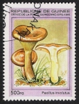 Stamps Guinea -  SETAS-HONGOS: 1.160.033,02-Paxillus involutus -Phil.49332-Dm.995.87-Mch.1570-Sc.1333