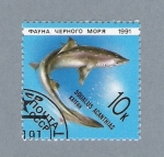 Stamps Russia -  Tiburon