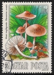 Stamps Hungary -  SETAS-HONGOS: 1.164.001,03-Marasmius oreades -Phil.47536-Dm.984.54-Y&T.2935-Mch.3708-Sc.2873