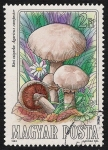 Stamps Hungary -  SETAS-HONGOS: 1.164.003,02-Agaricus campestris -Phil.53405-Dm.984.56-Y&T.2937-Mch.3710-Sc.2875