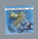 Stamps : Europe : Russia :  Fauna Marina