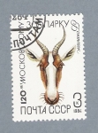 Stamps : Europe : Russia :  Animal salbaje