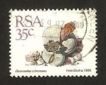 Stamps : Africa : South_Africa :  flora, dinteranthus wilmotianus