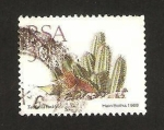 Sellos de Africa - Sud�frica -  flora, tavaresia barkly