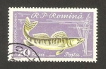 Sellos de Europa - Rumania -  pez, lucio-perca
