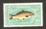 Sellos de Europa - Rumania -  pez, una carpa