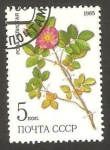 Stamps Russia -  flor