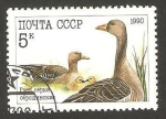 Stamps Russia -  fauna