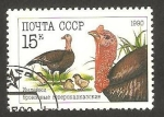 Sellos de Europa - Rusia -  pavos