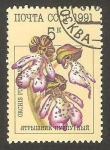 Stamps Russia -  flora, orchis purpurea