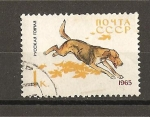 Stamps Russia -  Perros.