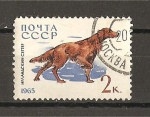 Stamps Russia -  Perros.