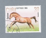 Stamps Cuba -  Equinos