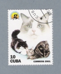 Stamps : America : Cuba :  Gatos