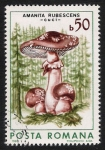 Stamps Romania -  SETAS-HONGOS: 1.213.021,03-Amanita rubescens -Dm.986.68-Y&T.3696-Mch.4288-Sc.3405