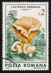 Stamps Romania -  SETAS-HONGOS: 1.213.023,03-Lactarius piperatus -Dm.986.70-Y&T.3698-Mch.4290-Sc.3407
