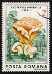 Stamps Romania -  SETAS-HONGOS: 1.213.023,02-Lactarius piperatus -Dm.986.70-Y&T.3698-Mch.4290-Sc.3407