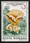 Stamps Romania -  SETAS-HONGOS: 1.213.023,01-Lactarius piperatus -Dm.986.70-Y&T.3698-Mch.4290-Sc.3407