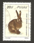 Sellos de Europa - Polonia -  fauna, lepus europaeus