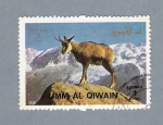 Stamps Saudi Arabia -  Cabra Montañesa