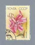 Stamps Russia -  L. Speciosum