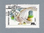 Stamps : Europe : Russia :  Buho blanco