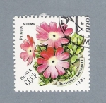 Stamps Russia -  Primula Minima