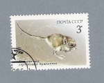 Stamps Russia -  Marsupial
