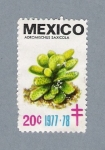 Stamps Mexico -  Adromischus Saxicola