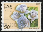 Stamps Cuba -  Rosa 