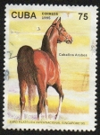 Stamps Cuba -  Caballo árabe