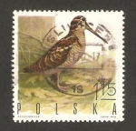 Stamps Poland -  aves de caza con pluma, becada