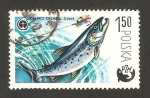 Stamps Poland -  centº de la pesca deportiva, salmón