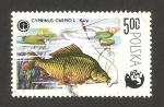 Stamps Poland -  centº de la pesca deportiva, una carpa
