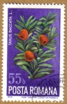 Stamps Europe - Romania -  Flores