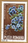 Stamps Romania -  Flores