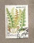 Stamps Russia -  Helechos