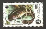 Stamps : Europe : Poland :  centº de la pesca deportiva en Polonia, silurus glanis l.
