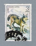 Stamps : Europe : Spain :  Lobo Canis Lupus (repetido)