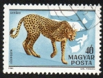 Stamps Hungary -  Guepardo