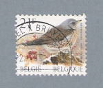 Stamps Belgium -  Pajarito