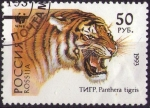 Stamps Russia -  Tigre