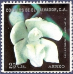 Sellos de America - El Salvador -  EL SALVADOR Orquídea blanca 25 aéreo