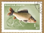 Stamps Hungary -  Peces, CYPRINUS
